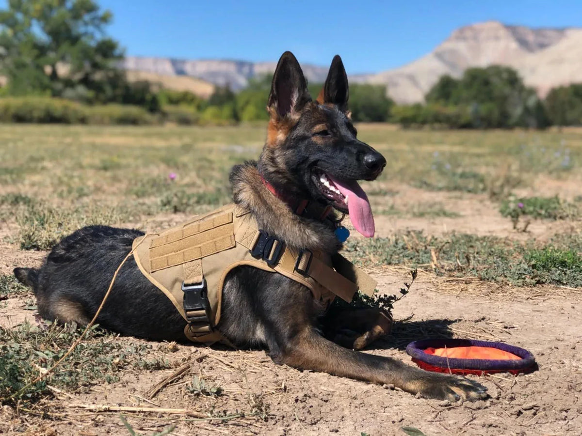 Petavel Adjustable Tactical Dog Harness With Nylon Collar Set
